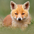 SoftFox -Young Fox Kit Lying in the Grass