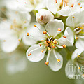 St Lucie Cherry Blossom