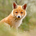 The Face of Innocence _ Red Fox Kit