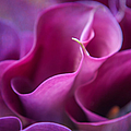 Waves of Purple. Calla Lily