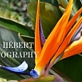 GK Hebert Photography