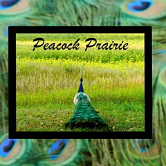 Peacock Prairie