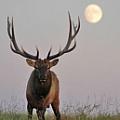 Whitetail Deer  Exoctic Hunts