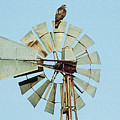 The Perch, Red Tailed Hawk on a Windmill