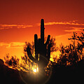 As The Sunlight Peeks Through The Saguaro 