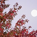 Autumn Moon
