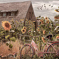 Bicycle in the Country Sunflowers