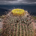 California Barrel Cactus Blooms and Clouds