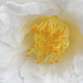 Camellia Up Close