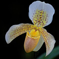 Bold blossoming Orchid 