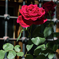 Crimson Red Fragrant Rose in Full Bloom