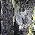 Face Of Spanish Moss
