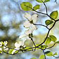 Flowering White Dogwood - Providence Forge, Virginia 