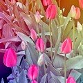 Fresh Spring Tulips 