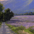 Lavender Field near Dieulefit
