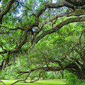 Mighty Ancient Oak Spanish Moss Magnolia Plantation and Gardens Charleston South Carolina