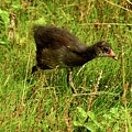 Moorhen Young Catching Up To Mother 
