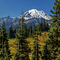 Mt. Rainier, tipsoo 433