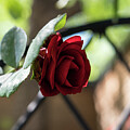 One Fab Crimson Rose Over the Fence