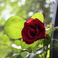One Rich Scarlet Rose in the Sunshine