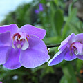 Orchid 54