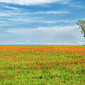 Paintbrush And A Lone Tree Panorama