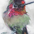 Perched Annas Hummingbird