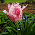 Pink and white tulip