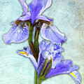 Purple Spring Irises On Blue