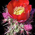 RED CHOLLA FLOWER with Buds
