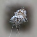 Seed Head - Tawny Cottongrass
