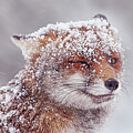 Snow covered Fox, dotted with Snow flakes