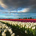Storm Clearing over Tulips