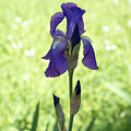 Sun and Shade Garden with a Pretty Purple Iris
