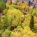 Susan River Canyon Autumn Vista