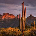 The Warm Glow Of The Sonoran Sunset 