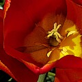 Tulip 72