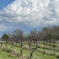 Clouds and Vineyards in Farmington, Missouri