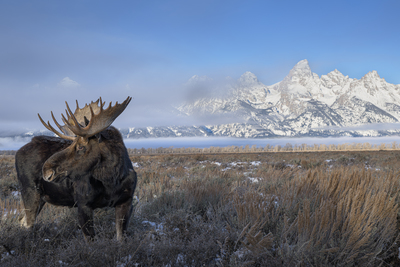 Bull Moose Poses In Front Of The Tetons