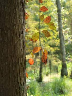  Fall leaves on a tree