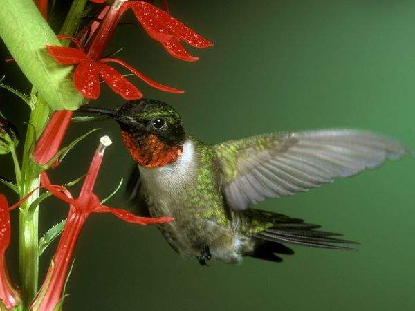  Ruby-Throated Hummingbird 