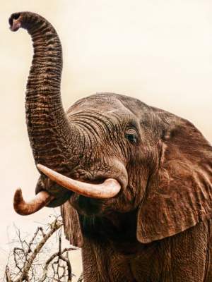 African Elephants African Elephants