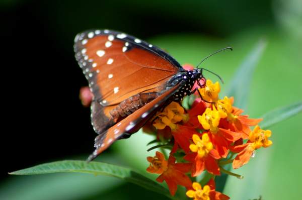 Dreamy butterfly on flower