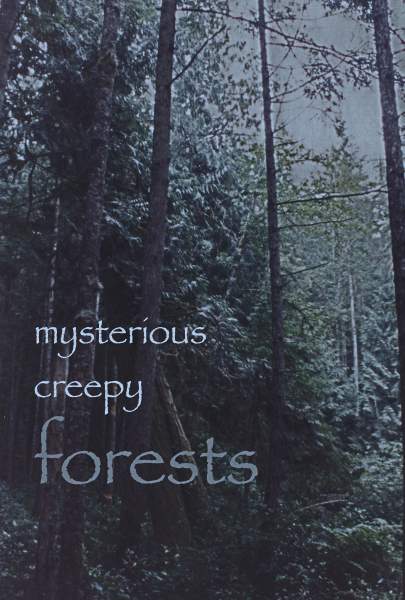 Mysterious Creepy Forests
