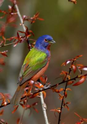 Small Birds Small Birds