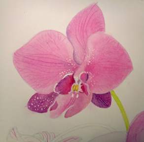 Watercolor Orchids