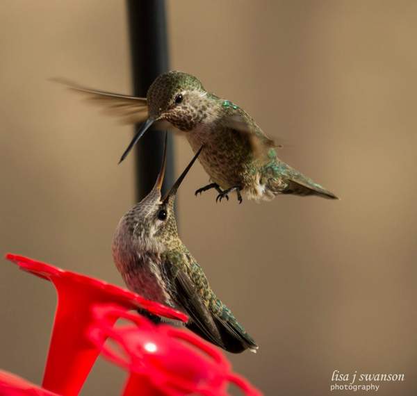 2 Or More Hummingbirds