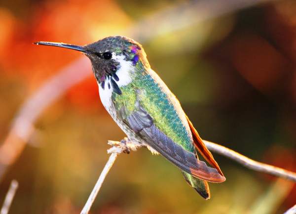 2015 The Most Colorful hummingbird in your collection