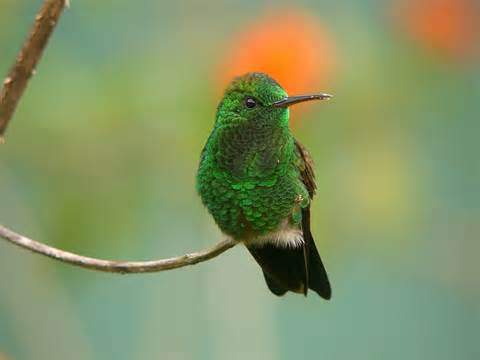 All hummingbirds