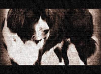 Altered Photograph PETS 